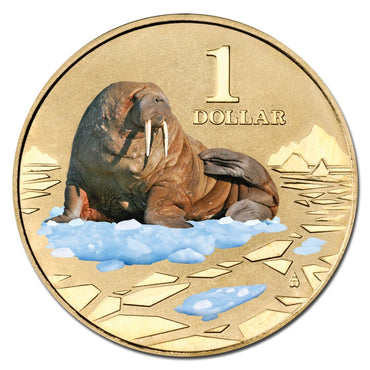 $1 2013 Polar Animals - Walrus Coloured Al-Bronze UNC