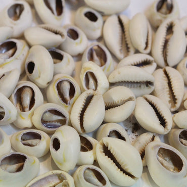 Original & Genuine Shell Money